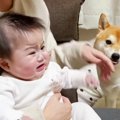 予防接種で大号泣す…