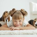 先住犬と子犬を多頭…