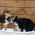 犬の犬嫌いを克服す…