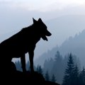 【獣医師監修】ウト…