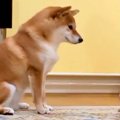『ねえ、やめてあげ…