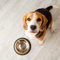 犬の早食いは寿命に…