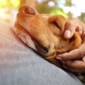 犬の『添い寝の位置…