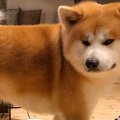 秋田犬の抜け毛対策…