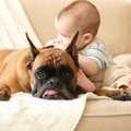犬が人間の赤ちゃん…