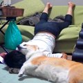 犬と暮らす人間が疲…