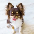 犬が『飼い主に話し…