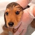 三つ子の赤ちゃん犬…