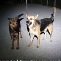 同じ病気だった2頭は…