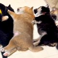 眠っている6匹の赤ち…