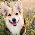わーい！犬が喜んで…