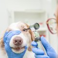 犬の目が失明してし…