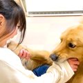 大型犬が『甘噛み』…