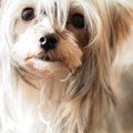 チワワのミックス犬…