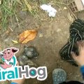 おぼれた子犬が心肺…