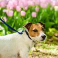 犬のリードにおける…