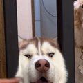 犬が『自分の顔のサ…