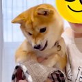 犬のお散歩に行こう…