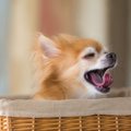犬の『あくび』に隠…