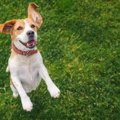 犬が『嬉しさをアピ…