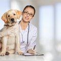 犬のフィラリア症を…