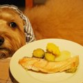 【わんちゃんごはん…
