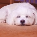 犬が寝ている時にし…