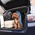 愛犬との旅行中に『…