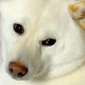 『5年間、柴犬と暮ら…