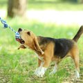 実は犬に伝わってい…