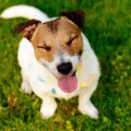 犬のテンションが上…