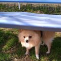犬見知りも個性のひ…