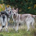 【獣医師監修】ウル…