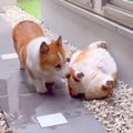 弟犬が熟睡している…