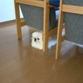 飼い主の出かける準…