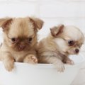 一番小さい犬はチワ…