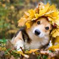 犬が食べたらNGな『…