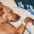 犬が自分の傷口を舐…