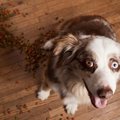 犬が人間の手からし…