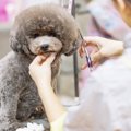 JKC(ジャパンケネル…