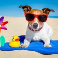 犬と水遊びをする時…