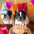 犬が喜ぶ誕生日の祝…