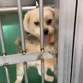 飼い主によって収容…