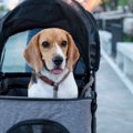 犬に使えるカゴおすすめ12選！種類や選び方、おすすめ商品をご紹介