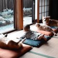 赤ちゃんと犬猫が『…