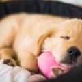 犬の寝付きを良くす…