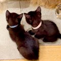 猛暑の中、捨てられ…