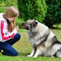 犬にしつけをしない…