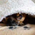愛犬が『コソコソ隠…