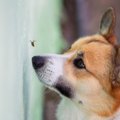 犬が死ぬ可能性があ…